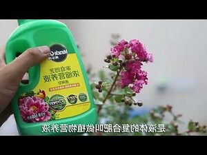 紫薇 種植